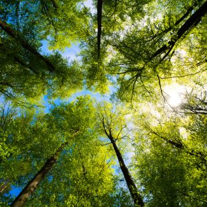 Building Mindfulness and Relaxation Skills