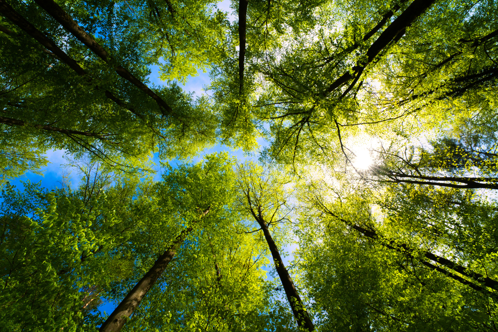 Building Mindfulness and Relaxation Skills